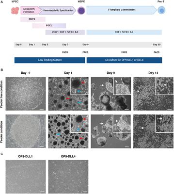 Rapid and Reproducible Differentiation of Hematopoietic and T Cell Progenitors From Pluripotent Stem Cells